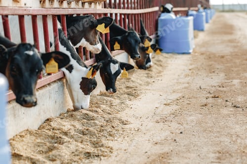 Preview: Cows standing in a stall and eating hay