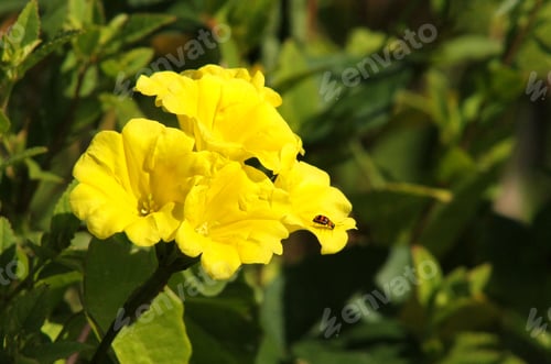 Preview: Close-up shot of tecoma stans growing in the garden