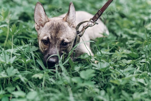 Preview: Adorable little dog eating grass outdoors, cute grey puppy portait lying in the grass in the park