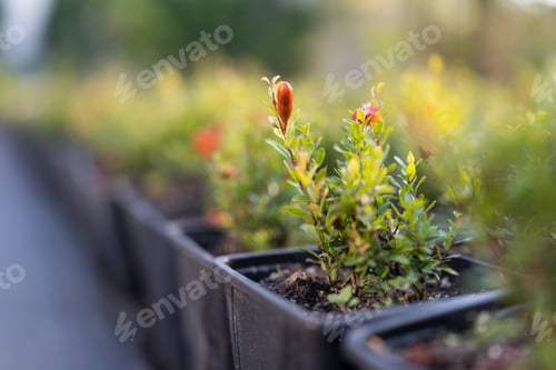 Preview: Plastic flower pots with bushes of young pomegranates grown in greenhouse for further sale