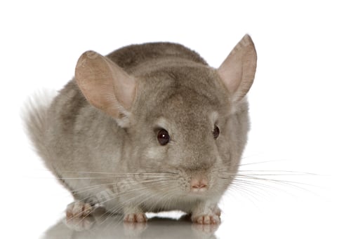 Preview: Chinchilla