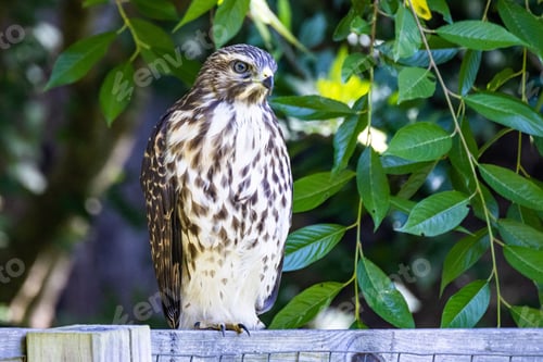 Preview: Selective focus shot of a cooper's hawk perched on a wooden fence