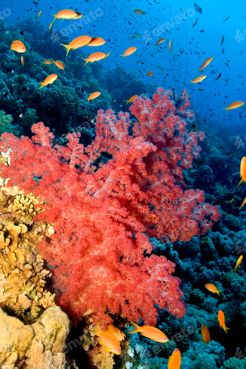 Preview: Underwater Seascape, Red Sea, Egypt