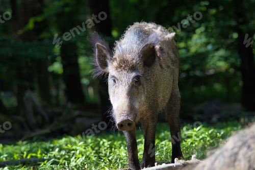 Preview: Wild boar standing in a forest clearing with sunlight filtering through the trees