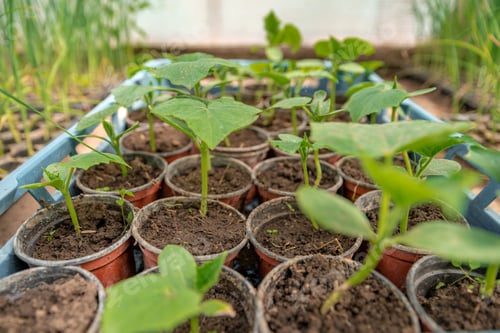 Preview: cucumber seedlings in a greenhouse on an organic farm