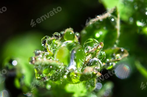 Preview: Dewdrops on a Leaf in the Sunlight in Australia