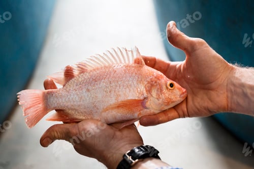 Preview: Cropped image of man holding fish at market