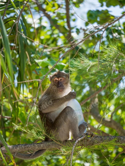 Preview: Monkey on the beach in Thailand