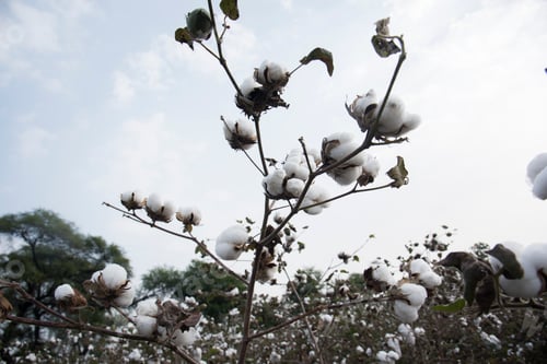 Preview: Cotton field white with ripe cotton ready for harvesting, India