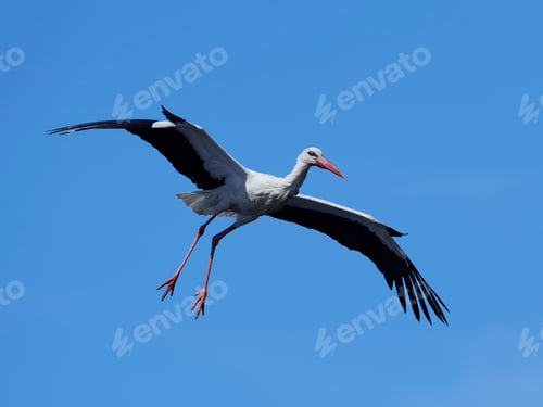Preview: White stork (Ciconia ciconia)