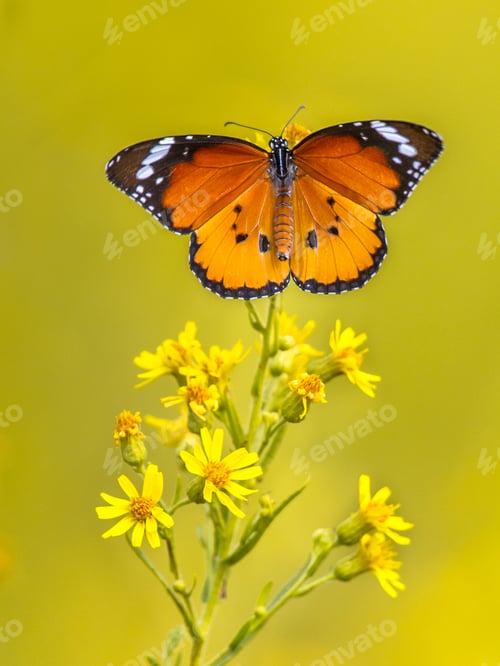 Preview: Plain tiger butterfly catching sunlight