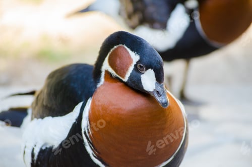 Preview: Red-breasted goose in sunlit park setting