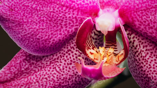 Preview: Delicate pink orchid flower with glowing leaves on a dark background.
