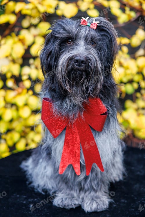 Preview: Dutch Sheepdog (Schapendoes) in Christmas outfit