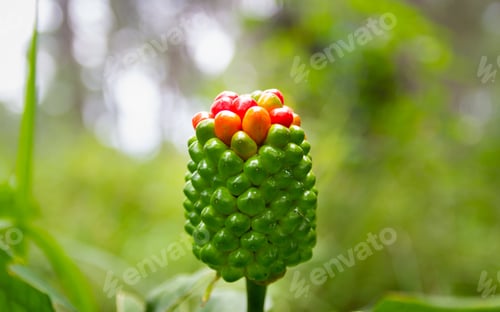 Preview: A wild plant with berries