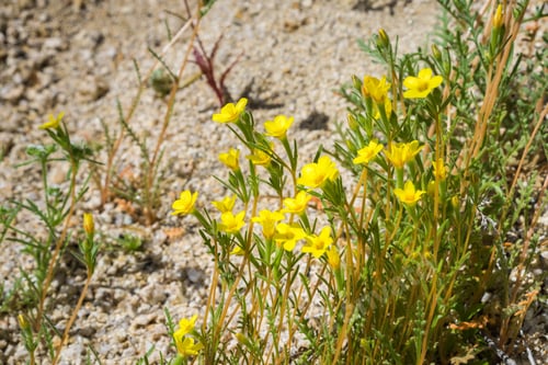 Preview: Golden Linanthus (Leptosiphon aureus) blooming in Joshua Tree National Park, California