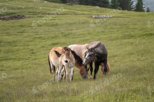 Preview: Horses family at green summer meadow