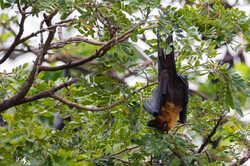 Preview: Indian flying-foxes or Pteropus medius hanging in a tree
