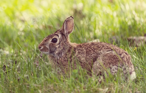 Preview: Hare