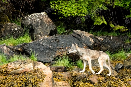 Preview: Closeup of a Gray Wolf walking in the Khutzeymateen Grizzly Bear Sanctuary in Canada