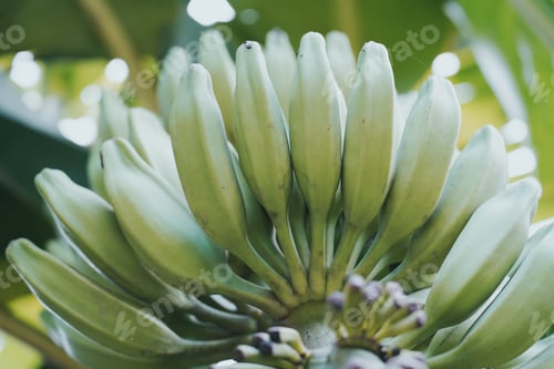 Preview: Banana tree