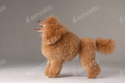 Preview: beautiful dog brown miniature poodle on a gray background, portrait of a cute little dog