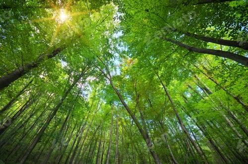 Preview: Into the forest.