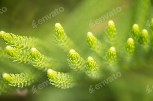 Preview: Close up green plant