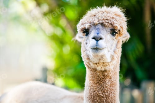 Preview: Alpaca portrait on green natural background