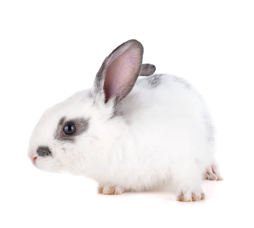 Preview: Small rabbit