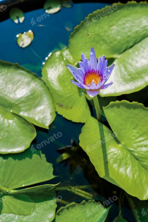 Preview: Purple Flower, The Grand Palace, Bangkok, Thailand, Southeast Asia