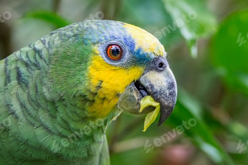 Preview: Orange-winged Amazon (Amazona amazonica). Close up of a parrot eating leaves
