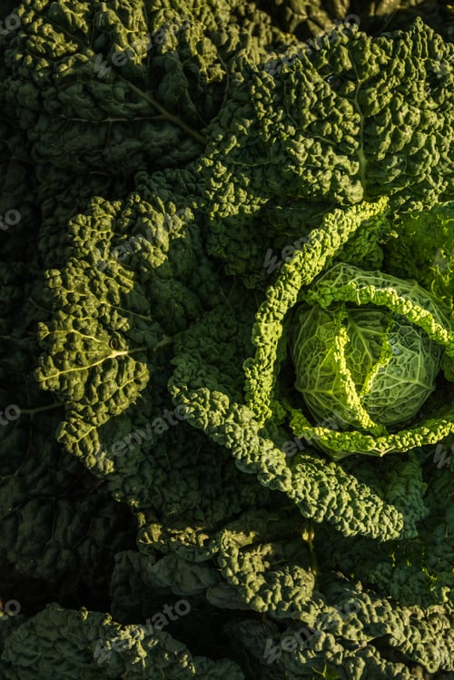 Preview: Crops of cabbage