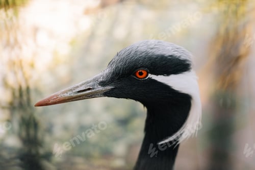 Preview: Demoiselle Crane close portrait