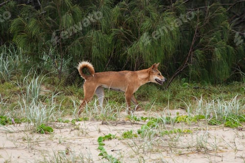 Preview: Wild dingo