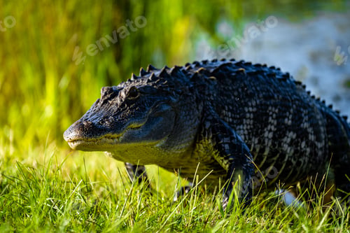Preview: Closeup of a scary American alligator captured in a grassland