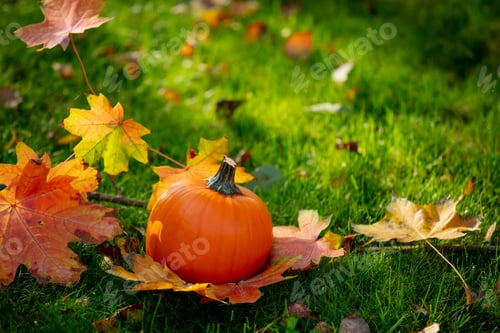 Preview: Little pumpkin and maple leaves on green grass in a garden