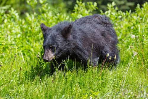 Preview: Black bear