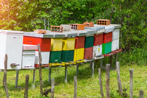 Preview: Colorful Beehives, bees flying in and out of entrance to hive, beekeeping hobby