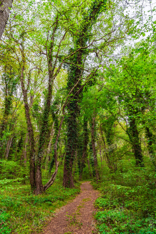Preview: Trees entwined with liana and bindweeds in a subtropical deciduous forest