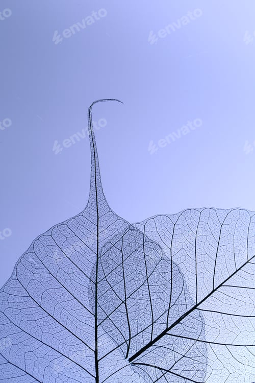 Preview: Beautiful skeleton leaves on light purple background, macro view. Space for text