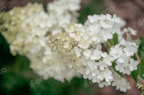 Preview: white hydrangea flowers