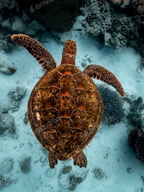 Preview: Vertical shot of a marine turtle underwater