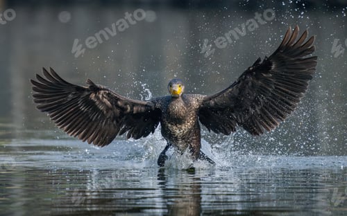 Preview: Great Cormorant Landing