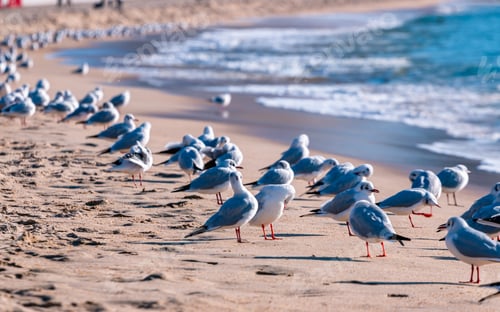 Preview: seagull birds in Haeun Dae beach