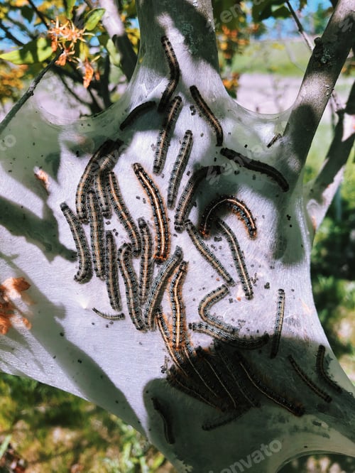 Preview: Eastern Tent Caterpillars on a tree, native to Ontario Canada