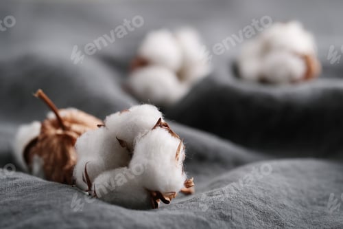 Preview: Cotton flower