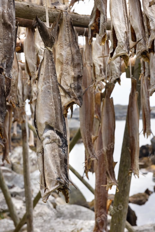 Preview: Close up of traditional cod fish drying on wooden racks in Lofoten Islands, Norway, Europe