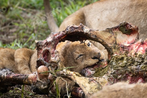 Preview: A lion cub, Panthera leo, feeding on a large carcass stripped of its flesh.