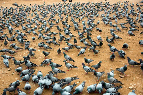 Preview: lots of pigeons gathering for food